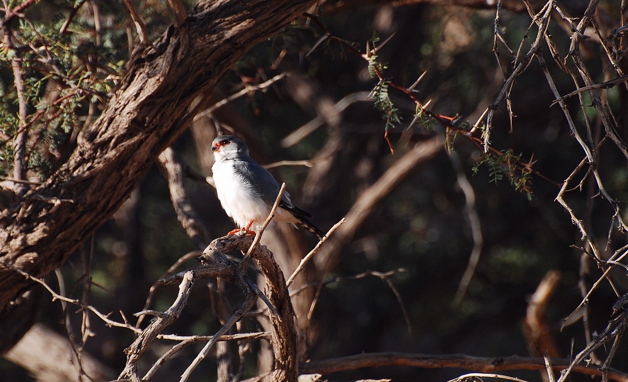 Polihierax semitorquatus